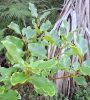Plant thumbnail