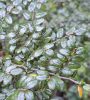 Plant thumbnail
