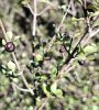 Plant thumbnail